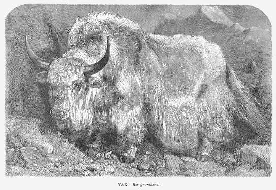 Specht - Yak