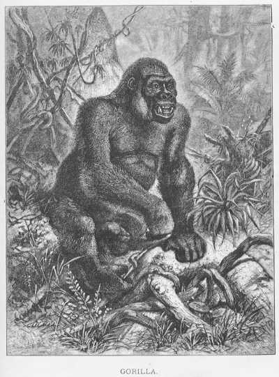 Specht - Gorilla