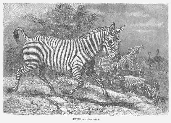 Specht - Zebra