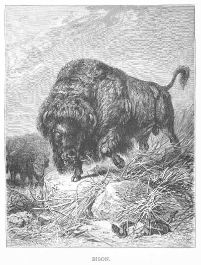 Specht - Bison