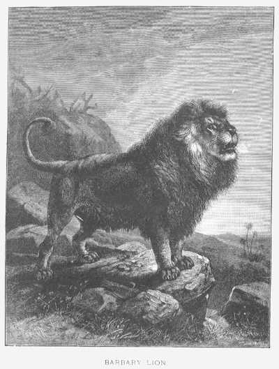 Specht - Barbary Lion