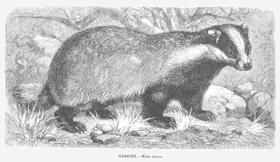 Specht - Badger