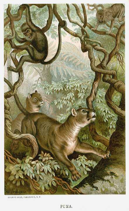 Puma