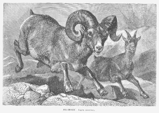 Specht - Big Horn