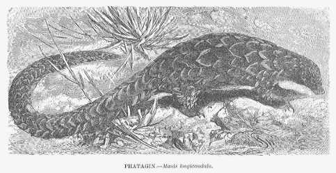 Specht - Phatagin