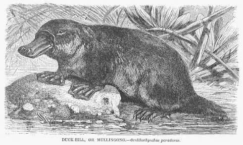 Specht - Duck Bill / Mullingong