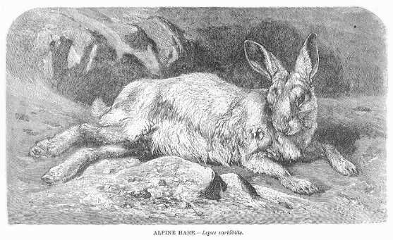 Specht - Alpine Hare