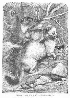 Specht - Stoat / Ermine