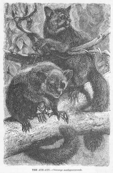 Specht - Aye-Aye