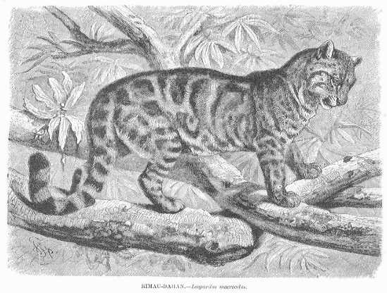 Specht - Rimau-Dahan