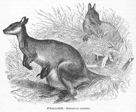 Whallabee