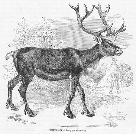 Kretschmer - Reindeer