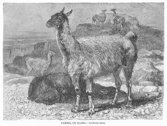 Specht - Yamma / Llama