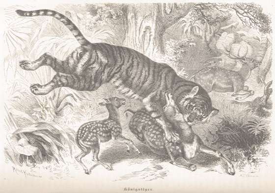 Kretschmer - Tiger