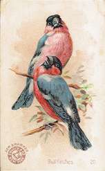 Bullfinches, Arm & Hammer, Hector Giacomelli