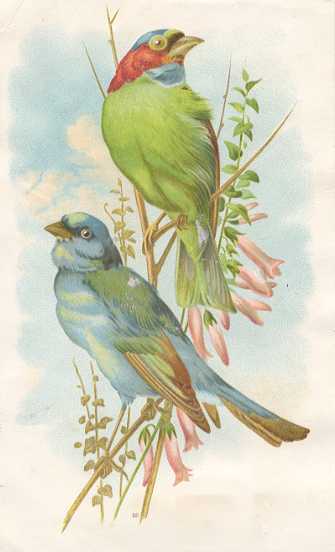 American Bluebird, Hector Giacomelli
