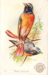 Arm & Hammer - Black Redstart
