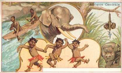 Chicoree Lervilles - Afrique Centrale