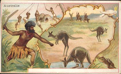 Australie - CHICOR�E A LA BERG�RE
