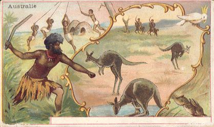 Australie - CHICOR�E LERVILLES