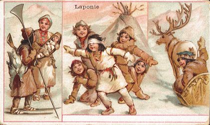 CHICOR�E A LA BERG�RE - Laponie