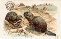 Arm & Hammer - Beaver