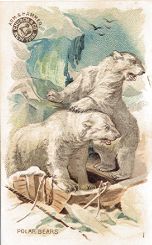 Arm & Hammer - Polar Bear