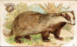 Arm & Hammer Soda - Badger