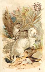 Ermine - Arm & Hammer Soda trade card