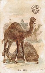 Camels - Arm & Hammer Soda