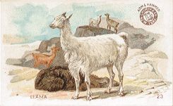 Llama - Arm & Hammer Soda